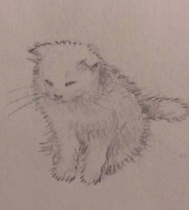 Cute Cat Drawing Realistic