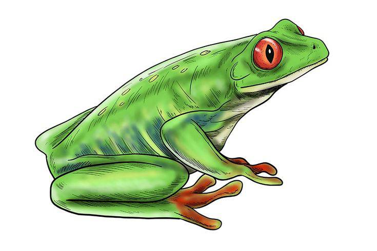 Cute Easy Drawings Of Frogs