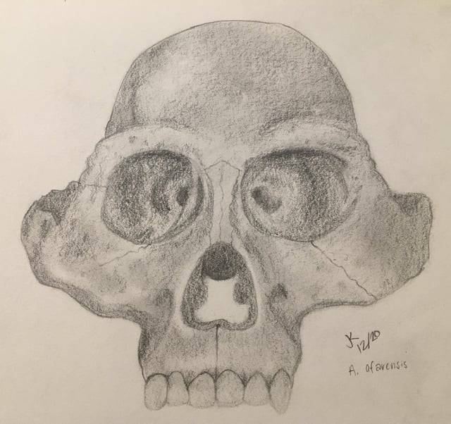 Detailed Skull Drawing