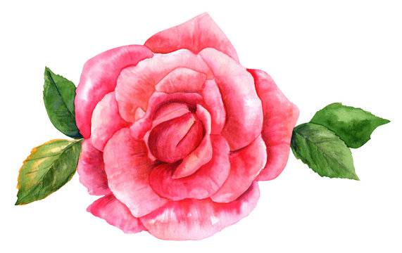 Diagram Of A Rose Plant