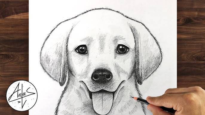 Dog Line Drawing