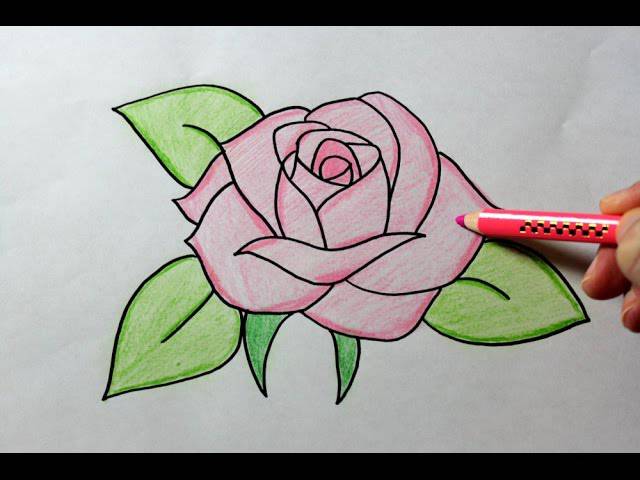 Dollar Rose Drawing