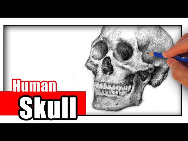 Draw A Easy Skull