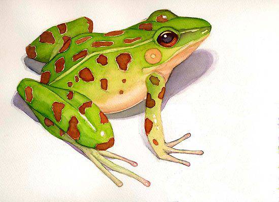 Draw A Frog Easy Step By Step