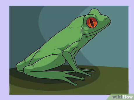 Draw A Frog Step By Step