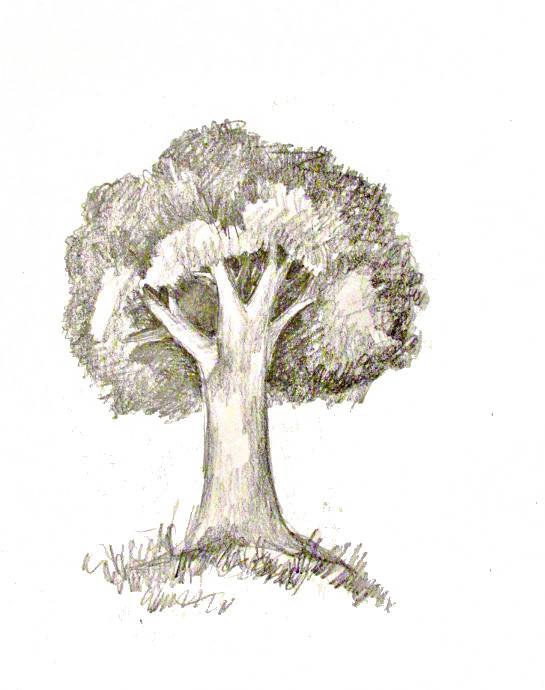 Draw A Realistic Tree