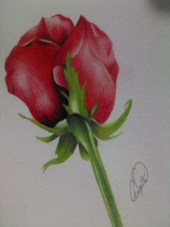 Draw A Rose And Colour It