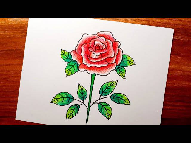 Draw A Rose Flower And Colour It