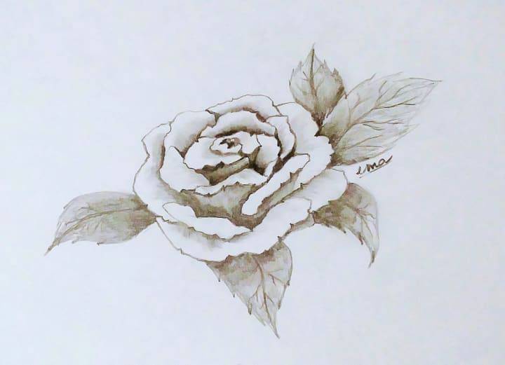 Draw Beautiful Rose