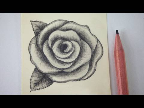 Draw The Rose Flower