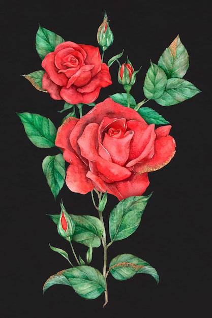 Drawing Art Rose Flower