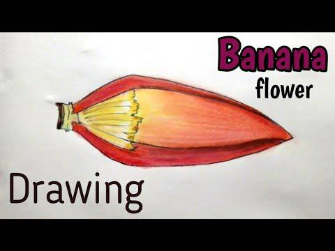 Drawing Flowers Step By Step