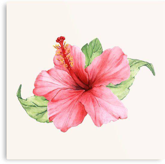 Drawing Hibiscus Flower Step Step