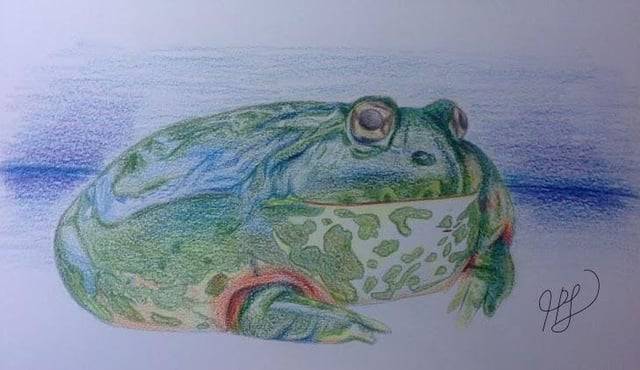 Drawing Of A Frog Easy