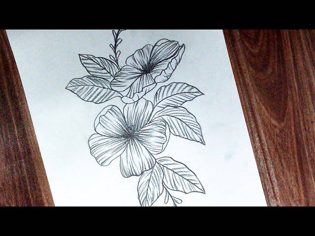 Drawing Of Gumamela Flower