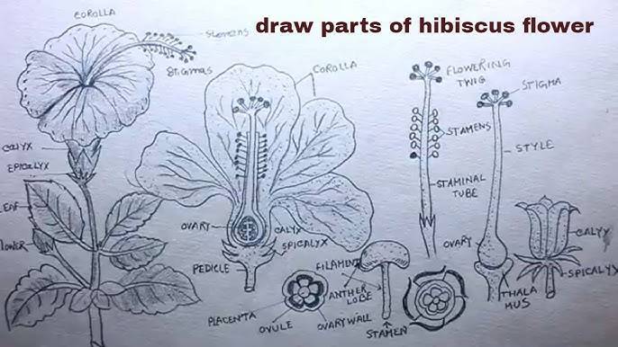 Drawing Of Hibiscus Leaf