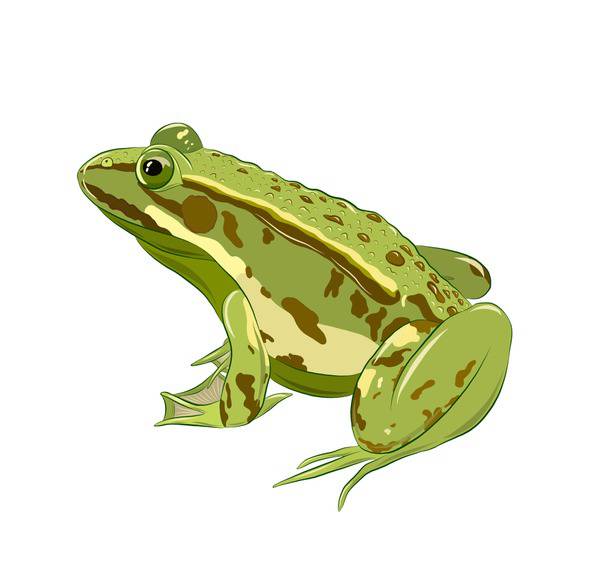 Drawings Of Cartoon Frogs