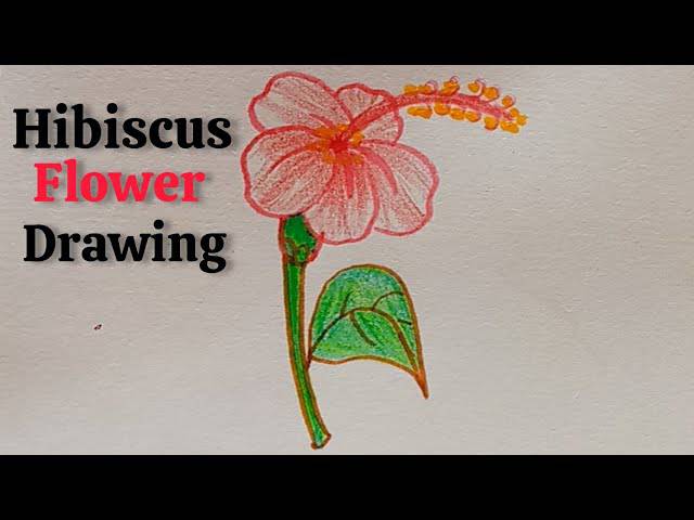 Easy Hibiscus Pencil Drawing