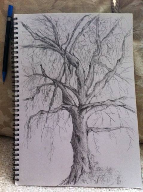 Eucalyptus Drawing