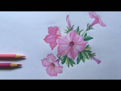 Flower Gumamela Drawing