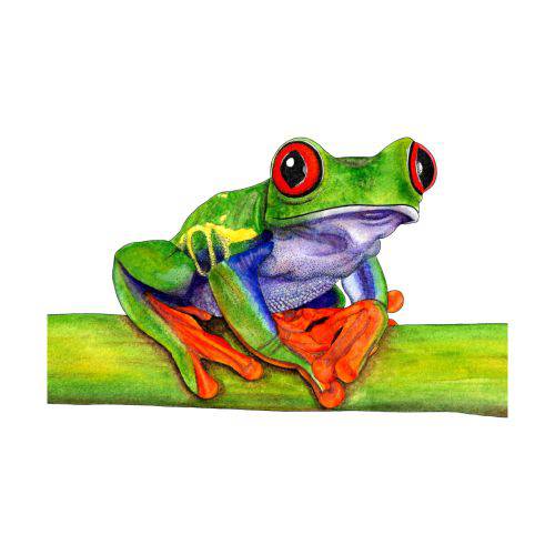 Frog Drawing Frog