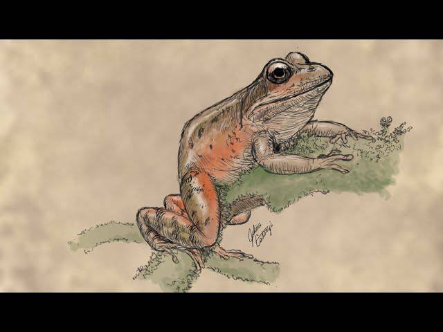 Frog Drawing With Background