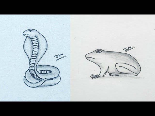 Frog Drawings Realistic