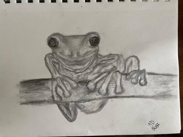 Frog Face Drawing Easy