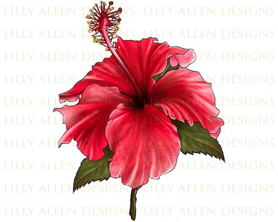 Hibiscus Art Drawing