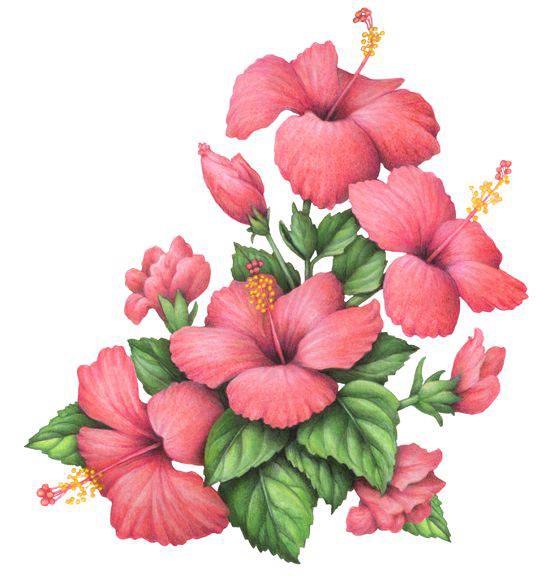 Hibiscus Bud Drawing