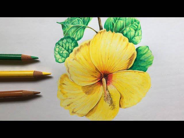 Hibiscus Color Pencil Drawing