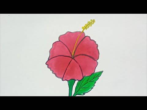 Hibiscus Drawing Flower