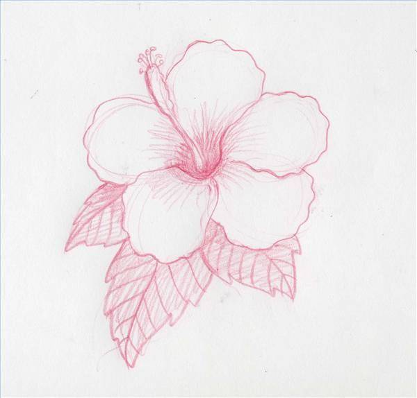 Hibiscus Flower Drawing And Parts