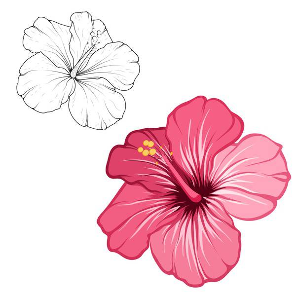 How to Draw a Hibiscus Flower | Step-by-Step Tutorial