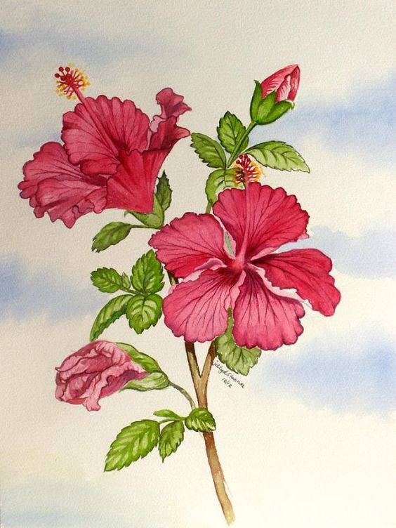 Hibiscus Flower For Drawing