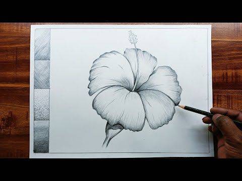 Hibiscus Flower Leaf Drawing