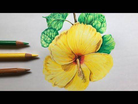 Hibiscus Flower Plant Drawing