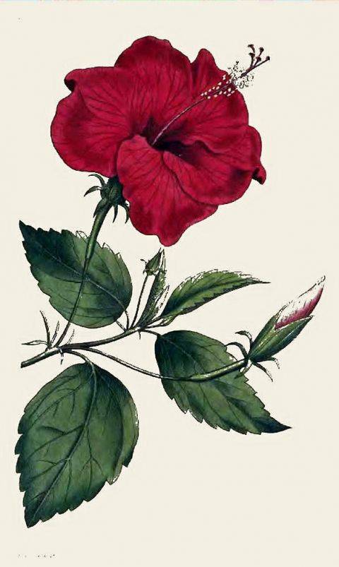 Hibiscus Flower To Draw