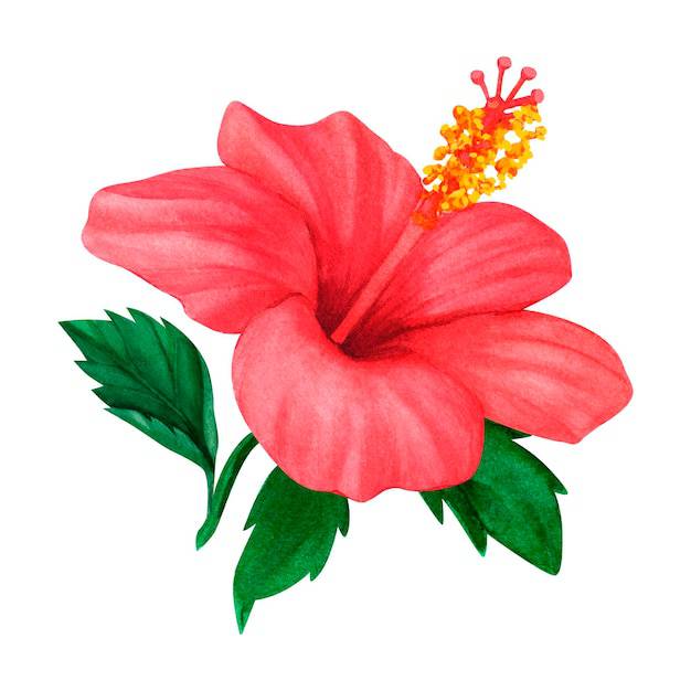 Hibiscus In Drawing