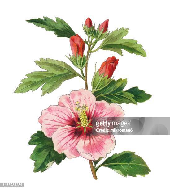 Hibiscus Pencil Drawing