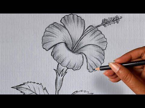 Hibiscus Photo Drawing