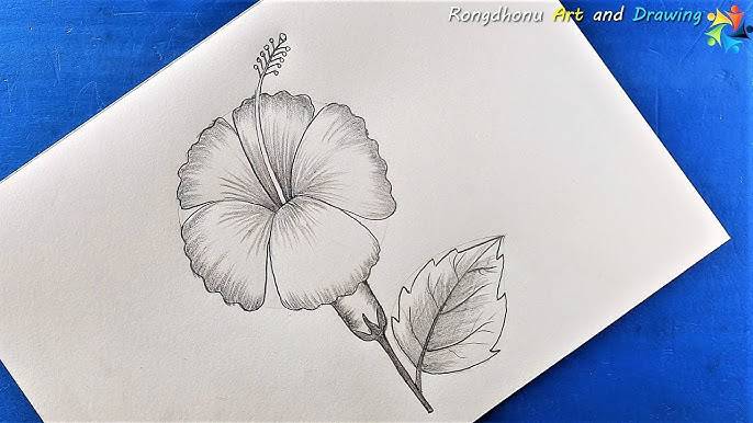 Hibiscus Plant Drawing Easy