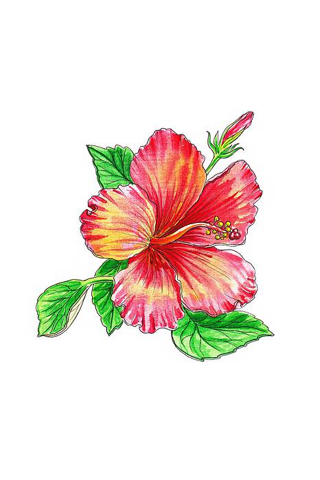 Hibiscus Rosa Sinensis Drawing