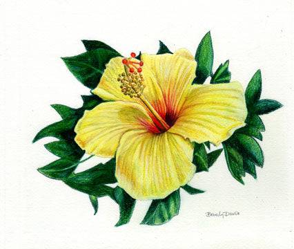 Jasud Flower Drawing