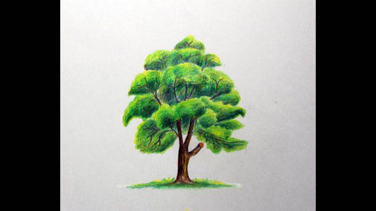 Oak Tree Sketch