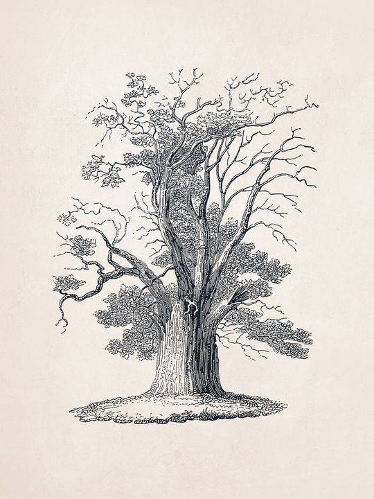 79+ Tree Drawing Ideas
