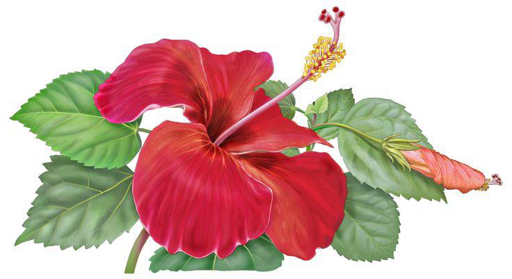 Parts Of Hibiscus Flower Drawing