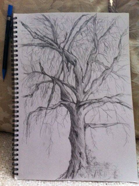 Pine Tree Sketch