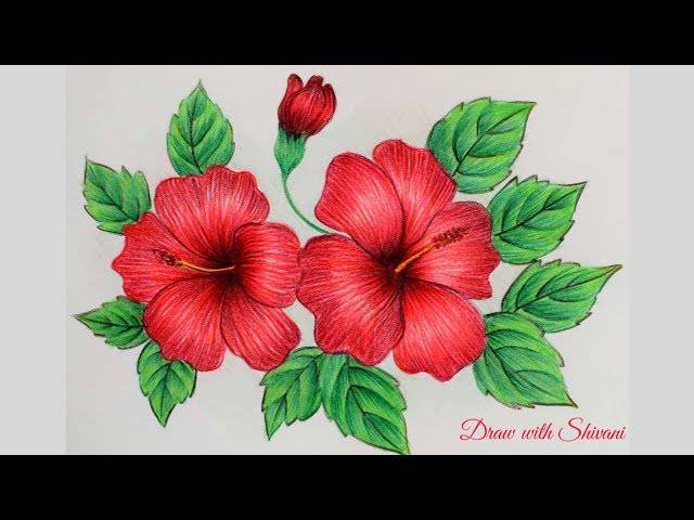 Pink Hibiscus Flower Drawing