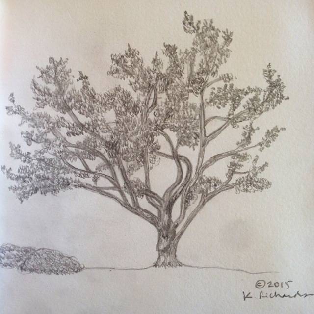 Plant Tree Drawing